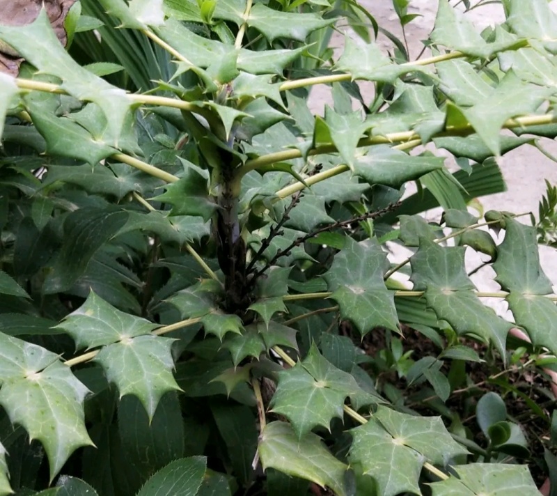 土黄莲(十大功劳)又名刺黄连