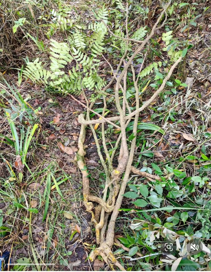 土黄莲(十大功劳)又名刺黄连