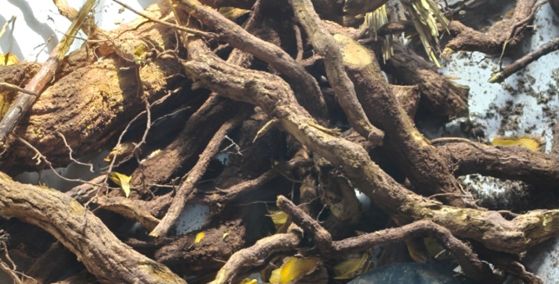 土黄莲(十大功劳)又名刺黄连