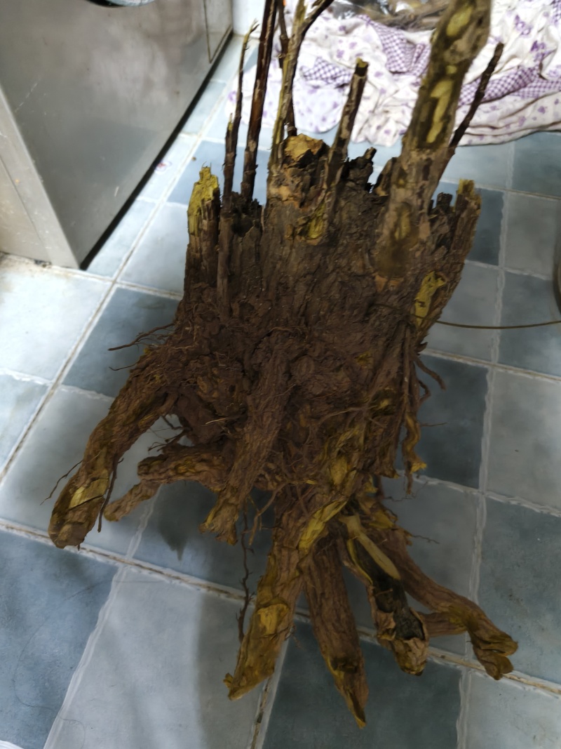 土黄莲(十大功劳)又名刺黄连