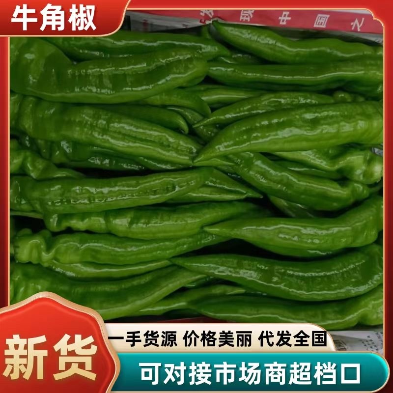 （精品）牛角椒大量有货现摘现发新鲜品质优可视频看货