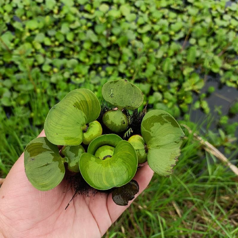 水葫芦水草鱼池造景鱼缸和鱼共养净化水质养鱼虾龟水上植物