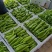 （精品）牛角椒大量有货现摘现发新鲜品质优可视频看货
