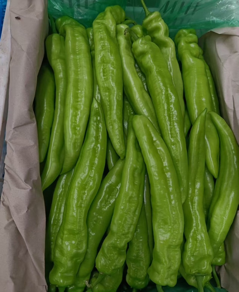 （精品）牛角椒大量有货现摘现发新鲜品质优可视频看货