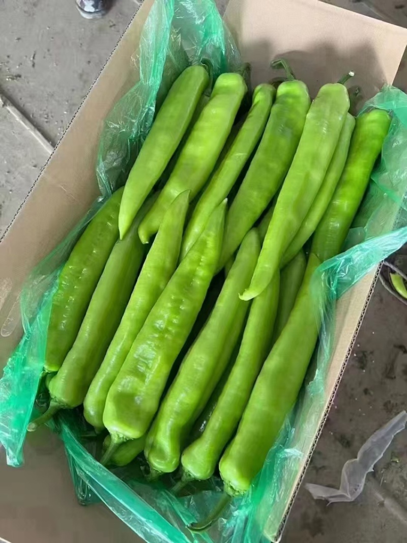 （精品）牛角椒大量有货现摘现发新鲜品质优可视频看货