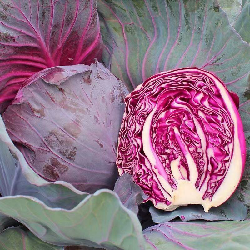 紫春玉甘蓝高产紫甘蓝种子早熟甜脆耐裂包菜春秋季卷心菜