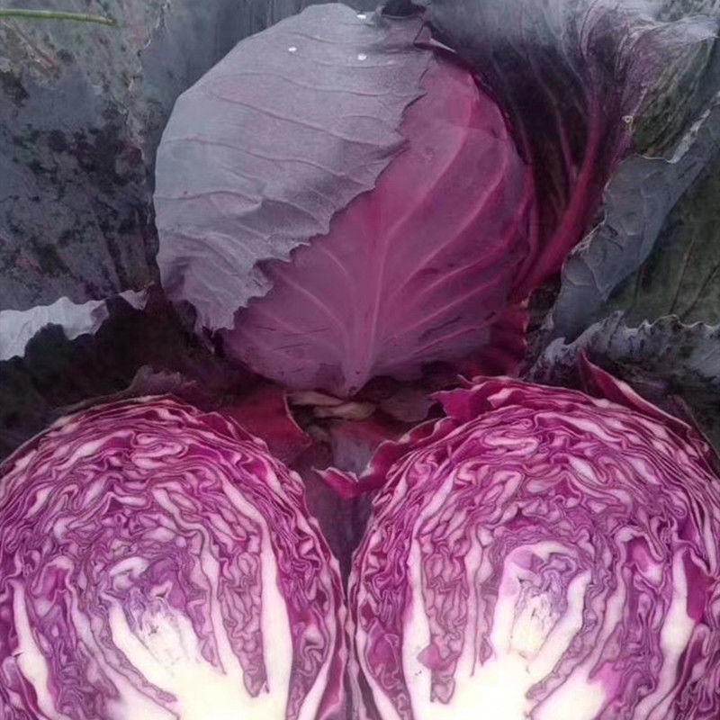 紫春玉甘蓝高产紫甘蓝种子早熟甜脆耐裂包菜春秋季卷心菜