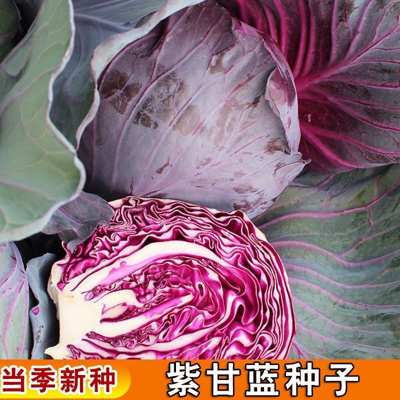 紫春玉甘蓝高产紫甘蓝种子早熟甜脆耐裂包菜春秋季卷心菜