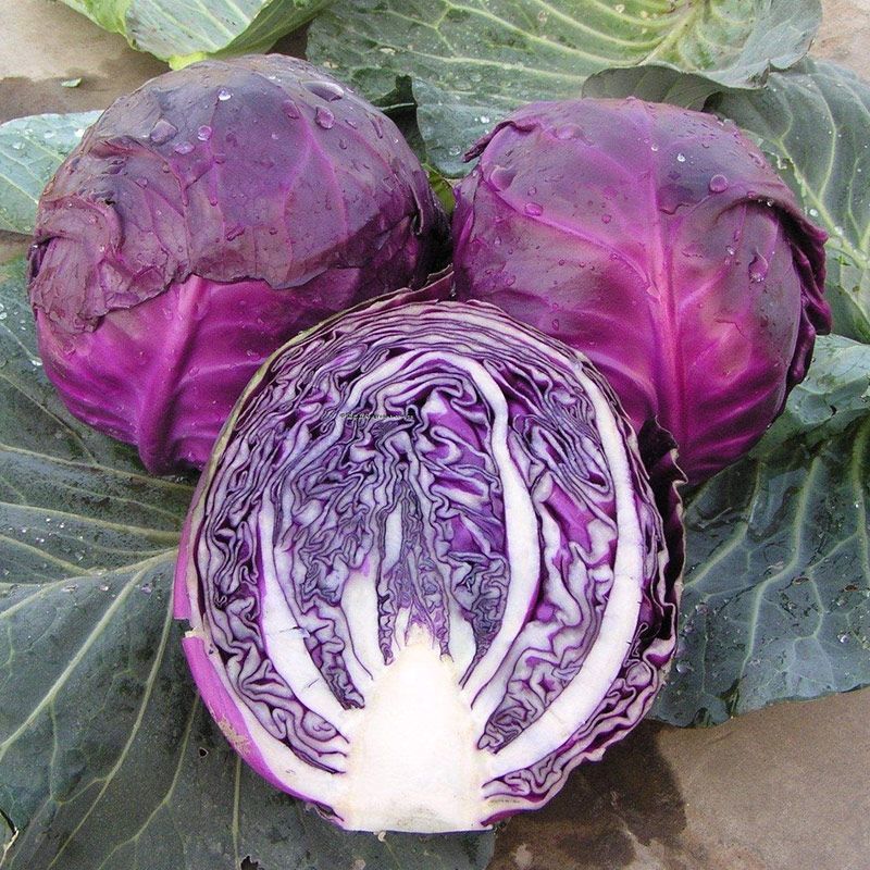 紫春玉甘蓝高产紫甘蓝种子早熟甜脆耐裂包菜春秋季卷心菜