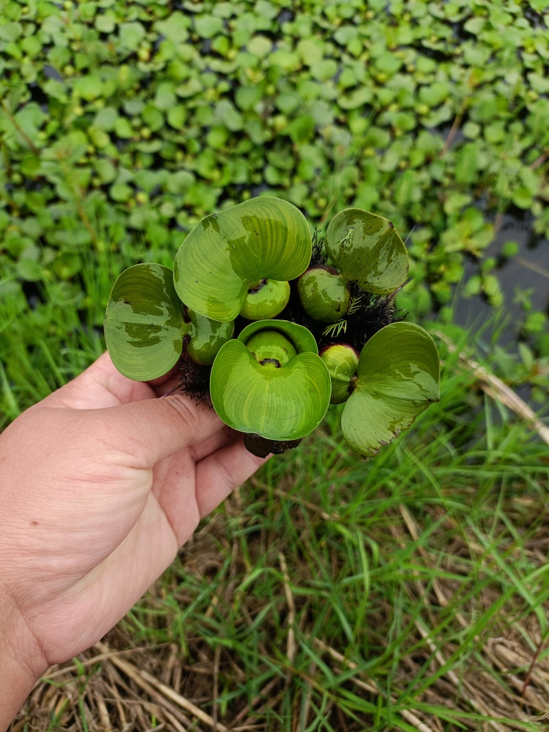水葫芦水草鱼池造景鱼缸和鱼共养净化水质养鱼虾龟水上植物