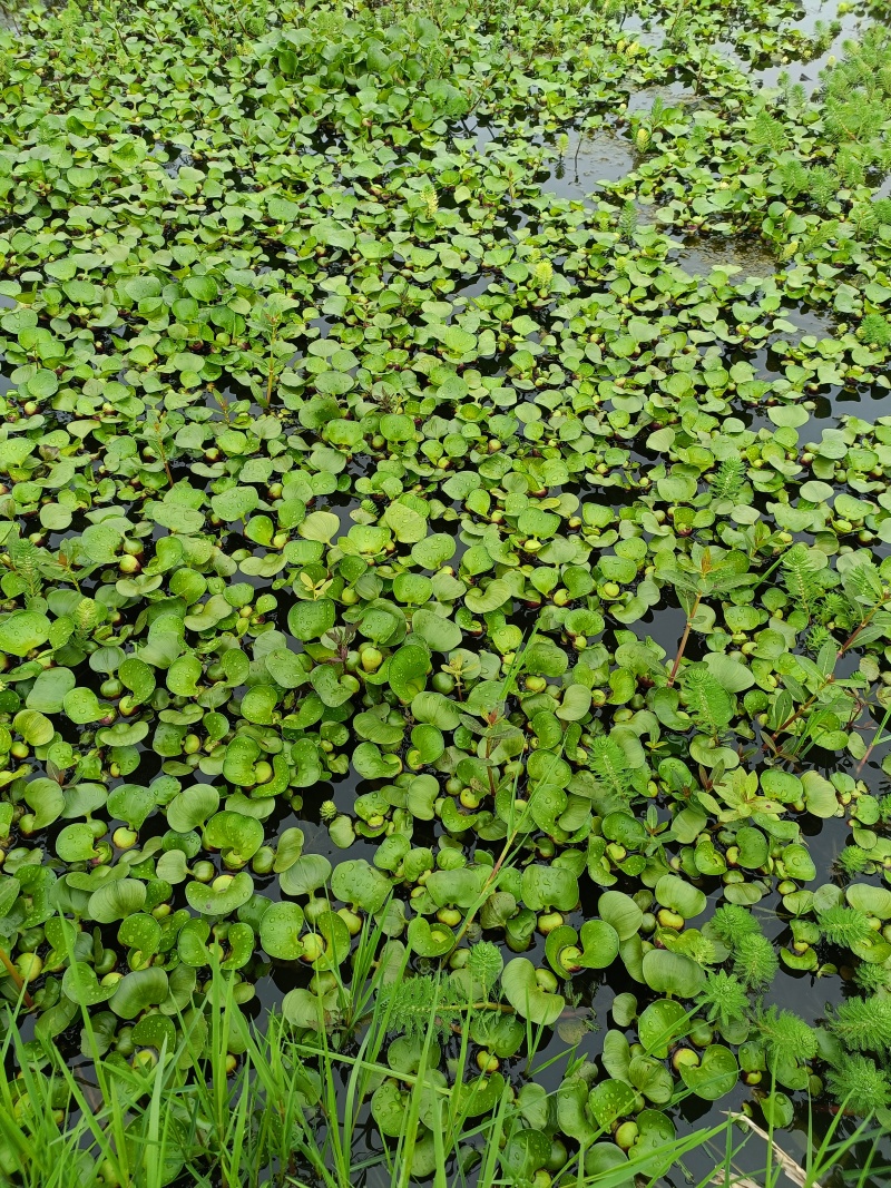 水葫芦水草鱼池造景鱼缸和鱼共养净化水质养鱼虾龟水上植物