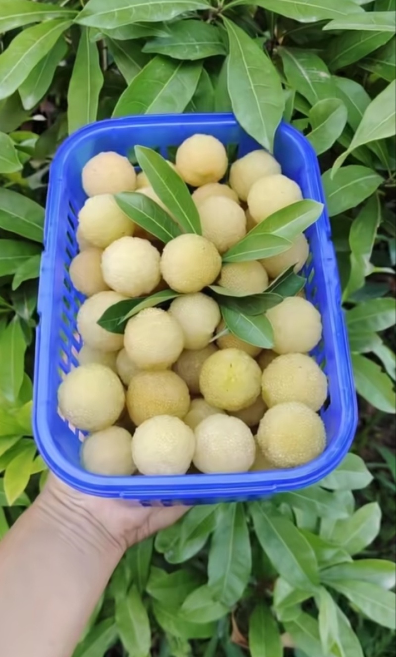 白杨梅种苗水晶杨梅