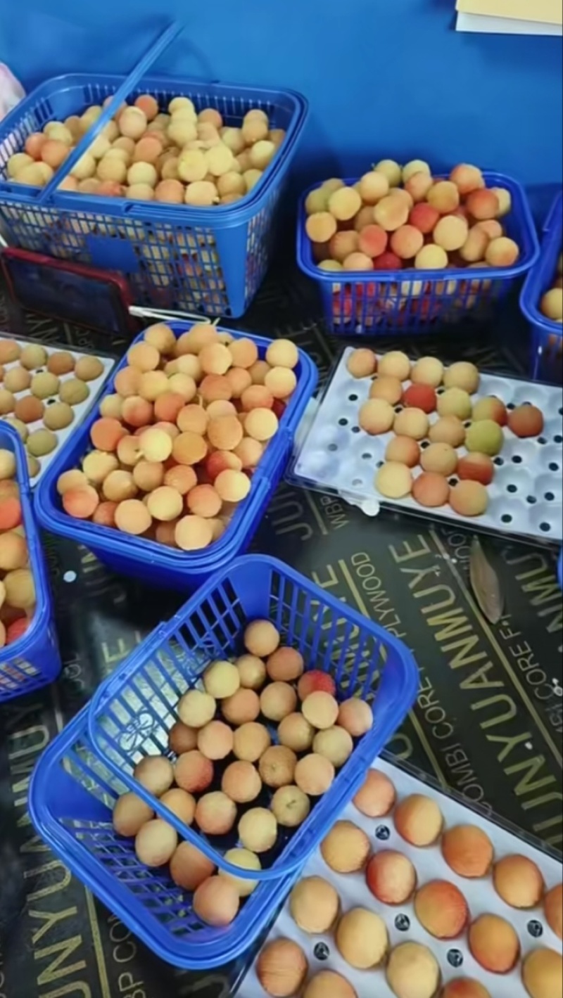 白杨梅种苗水晶杨梅