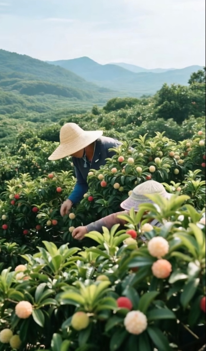 白杨梅种苗水晶杨梅