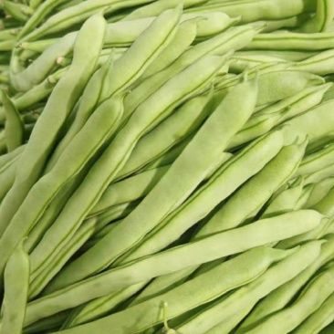 四季豆