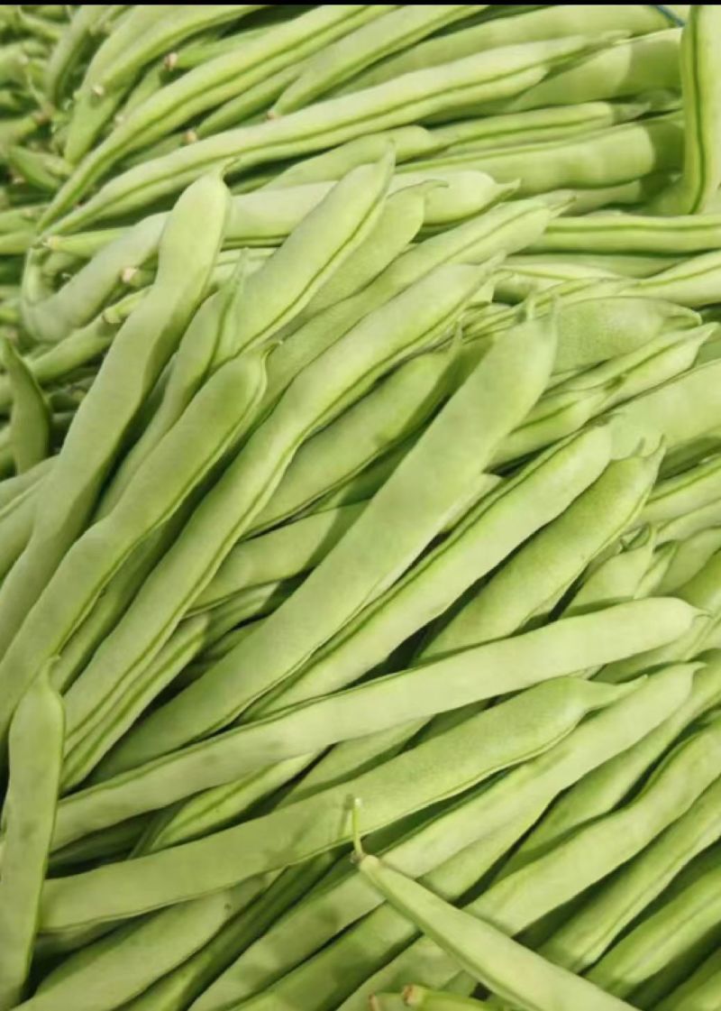 四季豆
