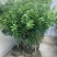 白杨梅种苗水晶杨梅