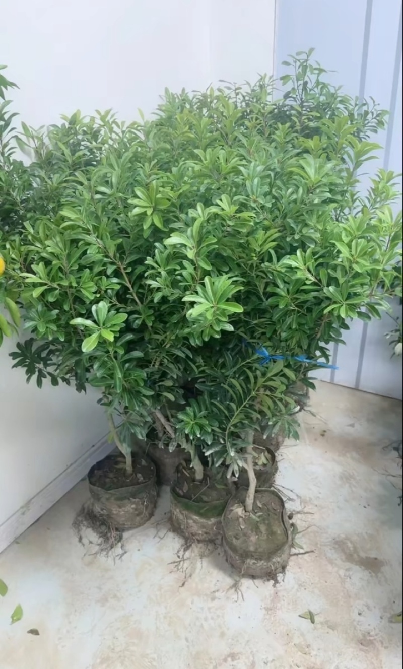白杨梅种苗水晶杨梅