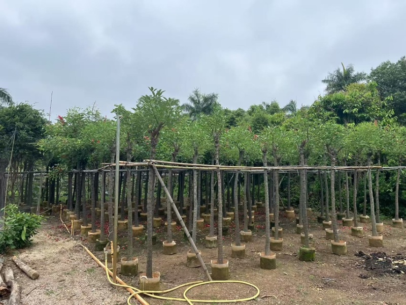 鸡冠刺桐8-10公分，大量供应，有需要的老板来电咨询
