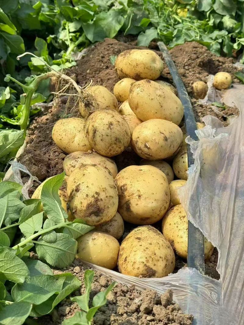 绥中县实验一号土豆黄心黄皮土豆大量上市供应全国市场