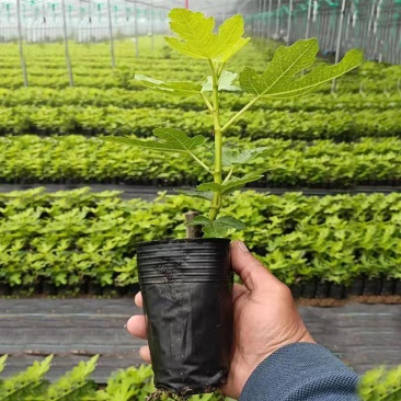 无花果苗无花果杯苗，波姬红无花果，布兰瑞克巴劳奈，