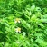 【热卖中】野生鬼针草根现采新鲜鬼针草可批发可零售量大从优