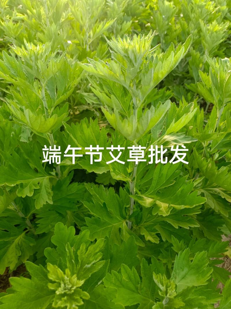 端午节艾草自产自产自销