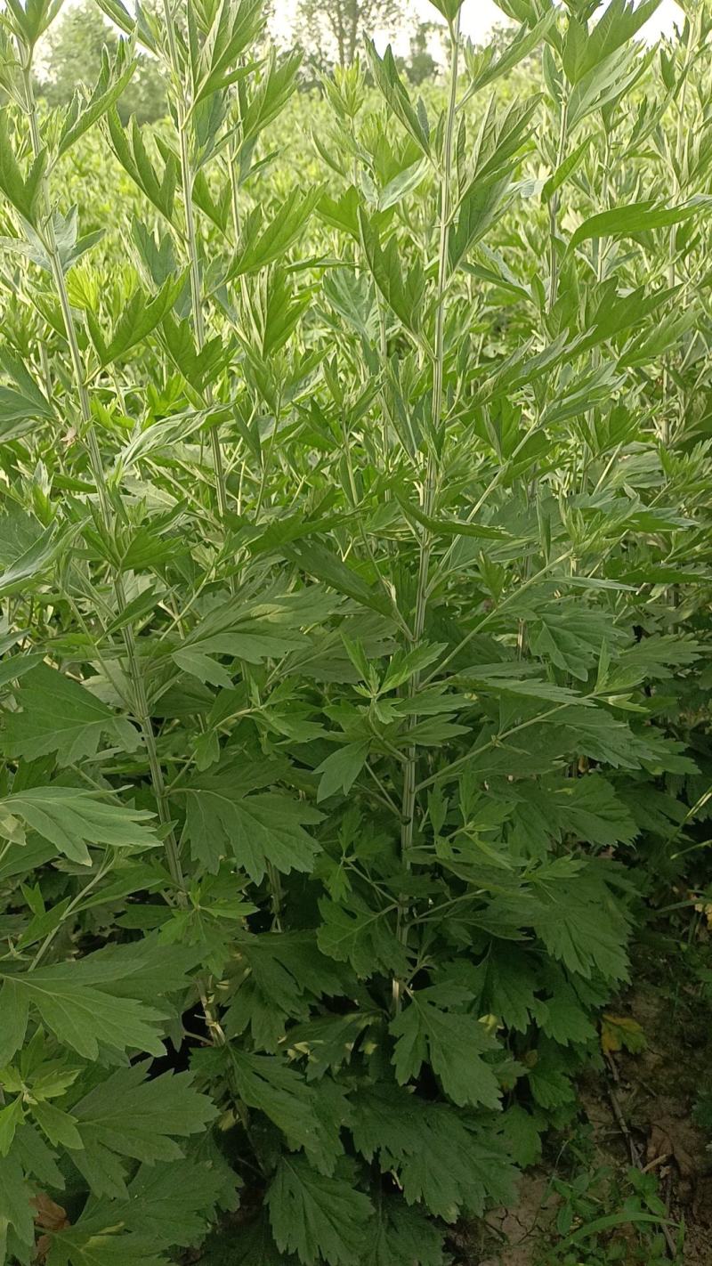 端午节艾草自产自产自销