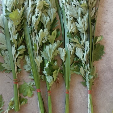 端午节艾草自产自产自销
