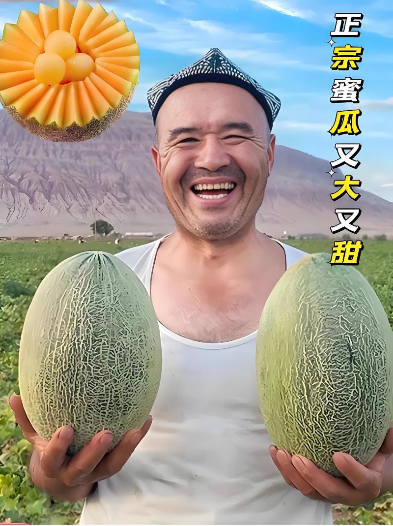 【新疆金色年华】红金蜜哈密瓜大量供应欢迎来电洽谈