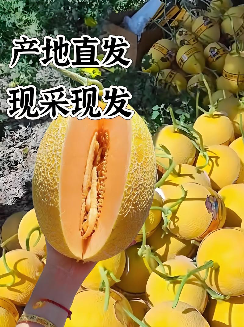 【新疆金色年华】红金蜜哈密瓜大量供应欢迎来电洽谈