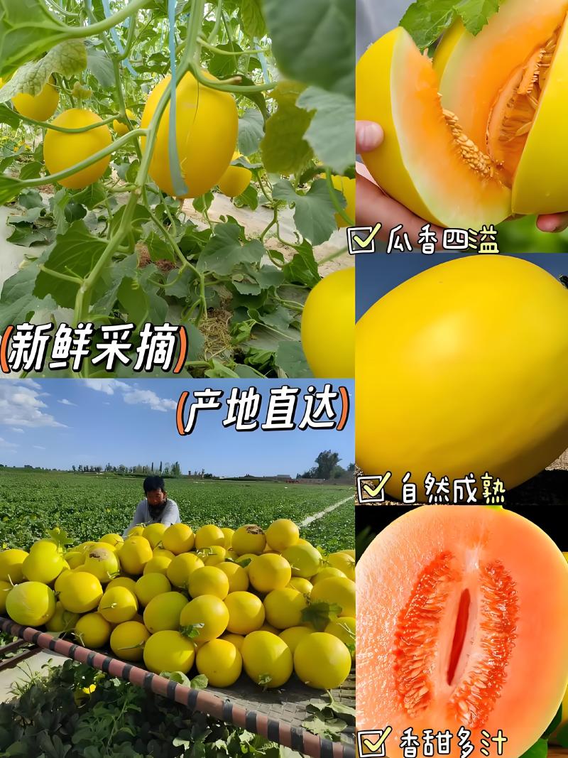 【新疆金色年华】红金蜜哈密瓜大量供应欢迎来电洽谈