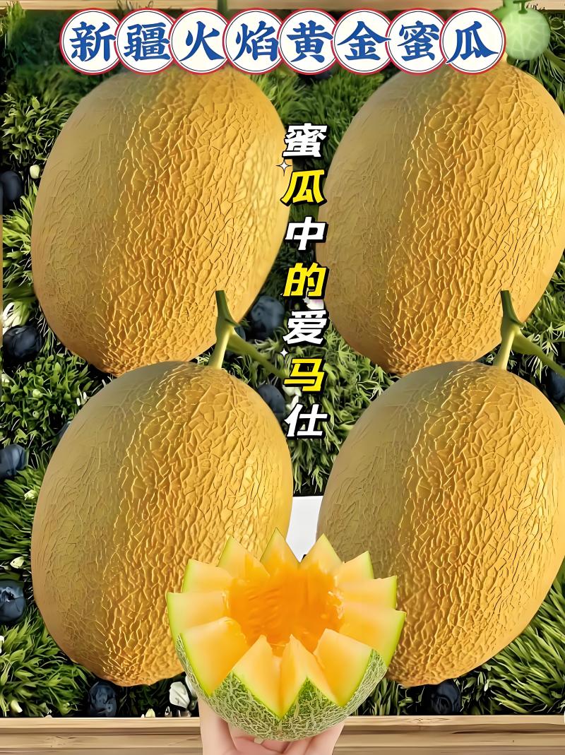 【新疆金色年华】红金蜜哈密瓜大量供应欢迎来电洽谈