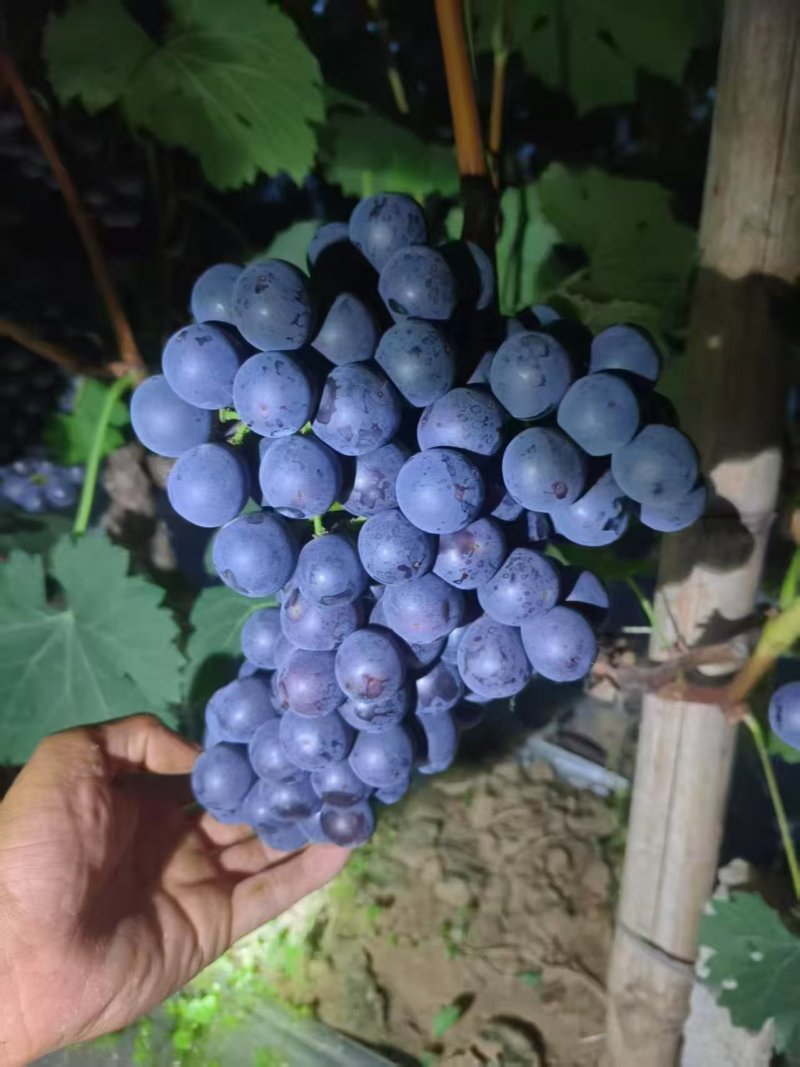 河北葡萄/现货大棚夏黑葡萄大量上市品质优良量大优惠