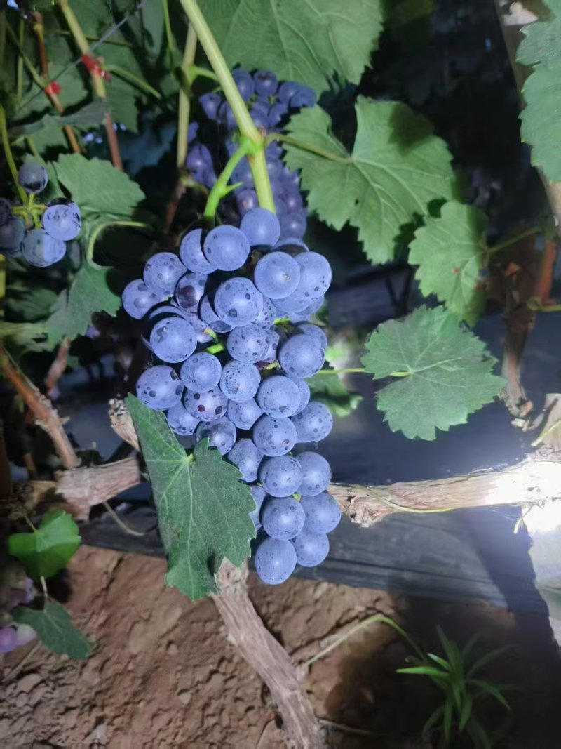 河北葡萄/现货大棚夏黑葡萄大量上市品质优良量大优惠