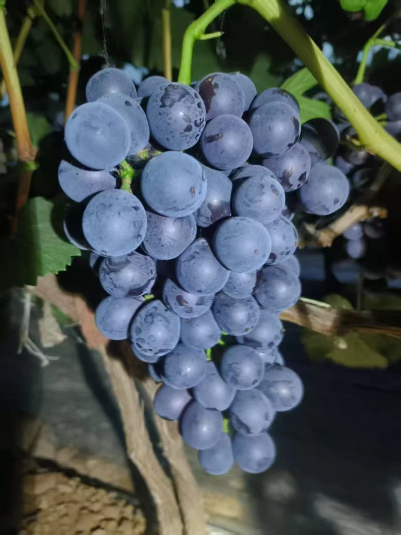 河北葡萄/现货大棚夏黑葡萄大量上市品质优良量大优惠