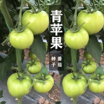青苹果番茄种子青绿皮贼不偷大果硬果耐裂春秋番茄西红柿种子