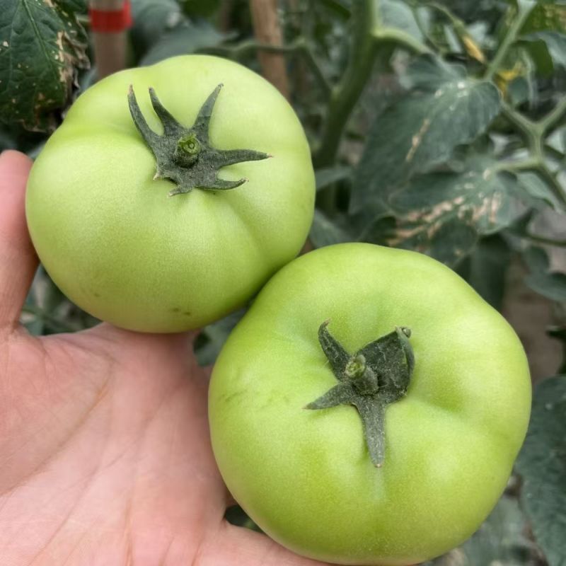 青苹果番茄种子青绿皮贼不偷大果硬果耐裂春秋番茄西红柿种子