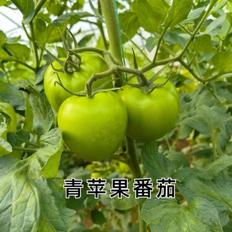 青苹果番茄种子青绿皮贼不偷大果硬果耐裂春秋番茄西红柿种子