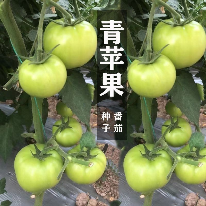 青苹果番茄种子青绿皮贼不偷大果硬果耐裂春秋番茄西红柿种子