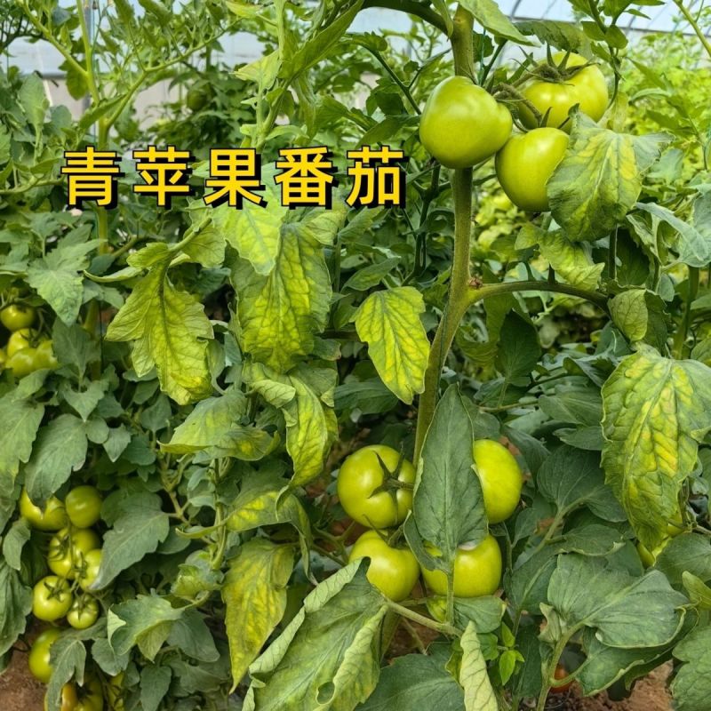 青苹果番茄种子青绿皮贼不偷大果硬果耐裂春秋番茄西红柿种子