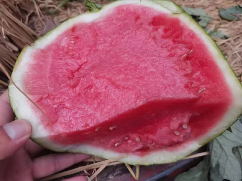 精品无籽8424西瓜产地一手货源批发品质保证价格美丽！
