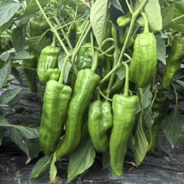 大青椒二荆条大量出货