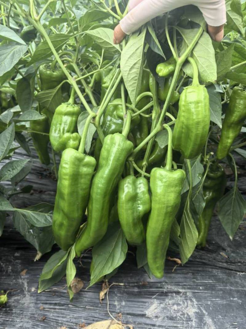 大青椒二荆条大量出货