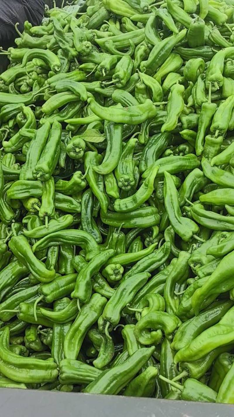大青椒二荆条大量出货