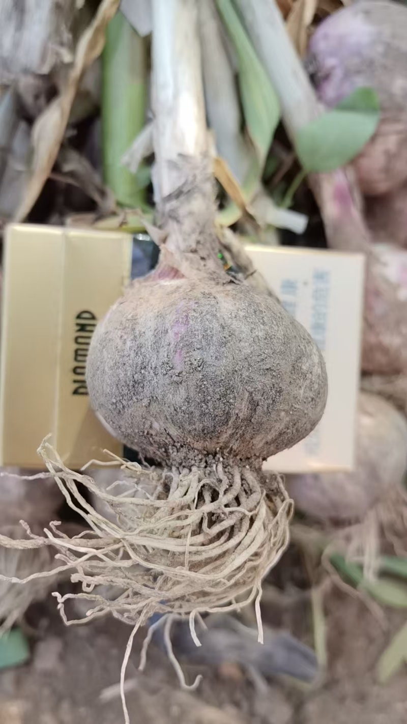 大蒜红皮新鲜大蒜产地直发需要的老板抓紧运费自理