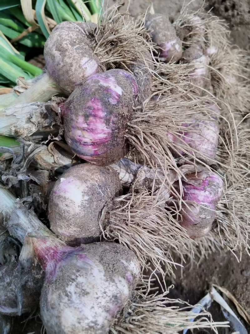 大蒜红皮新鲜大蒜产地直发需要的老板抓紧运费自理
