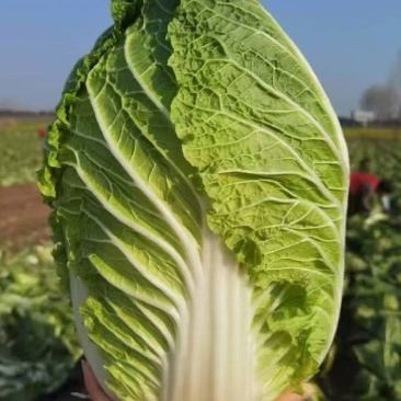 精品白菜