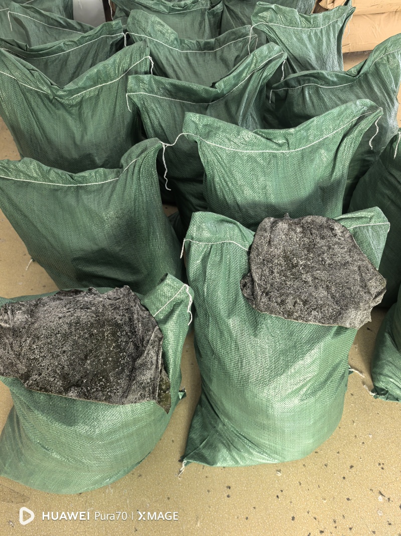 山东半干海带头，盐渍海带头，20～25公分精品头量大优惠