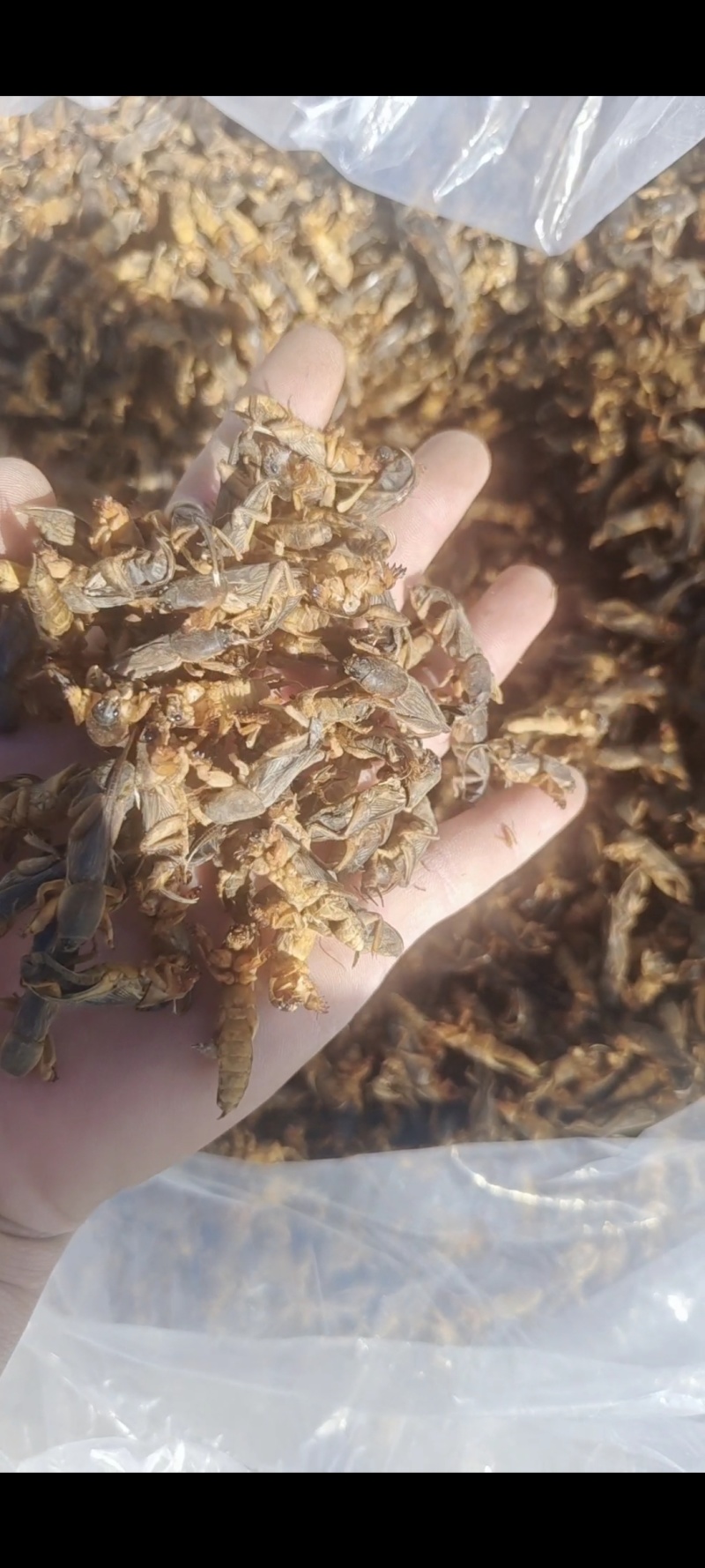 蝼蛄（蝲蝲蛄）干品，辽宁产地直销